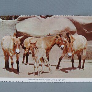 Vintage Postcard - Prezewalski's Wild Horse San Diego Zoo - International